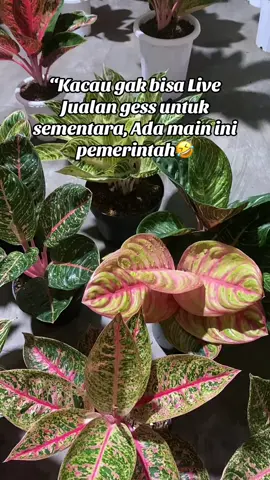TikTok gak bisa Live lagi gess🤣🤣 Ada main ini pemerintahan kita.. #gakbisalive #demo #dpr #gedungdpr #infoterkini 