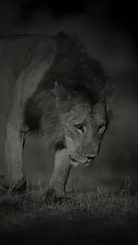 THE KING “🖤”… (by) everseensa “IG”… design gg.king.account #lion #animal #ggkingaccount #foruyou 