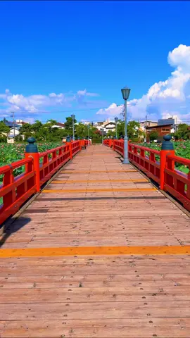 Takada Joshi Park (Niigata) / 高田城址公園 美しい蓮の花でした🪷🤩✨ #japantravel #新潟 #高田 #高田城址公園 #蓮 
