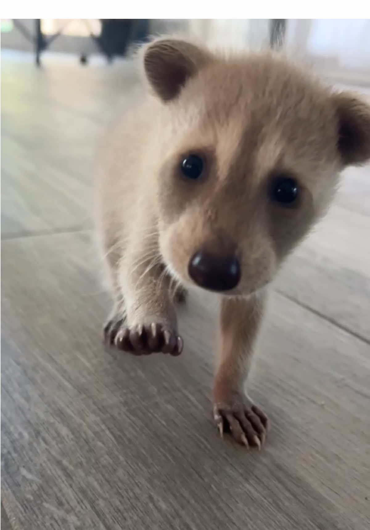 Baby chip says hi to everyone!! #chip #raccoon #animalsoftiktok #fypシ゚viral #cute 