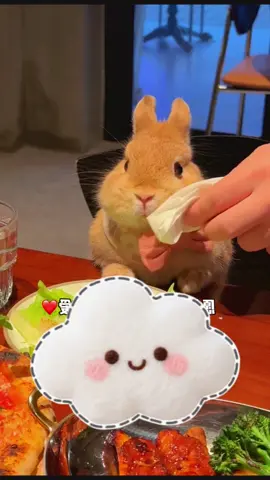😃😘#bunny #rabbits #cutebunny #pet #cute 