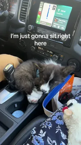 If I fits I sits #puppytiktok #creatorsearchinsights #dogmom #puppytiktok #corgi 