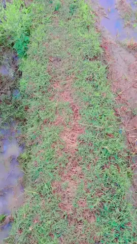 Beauty after rainfall🌧 🌿🌴 #greenery #natural #beauty #viralvideo #foryoupage 