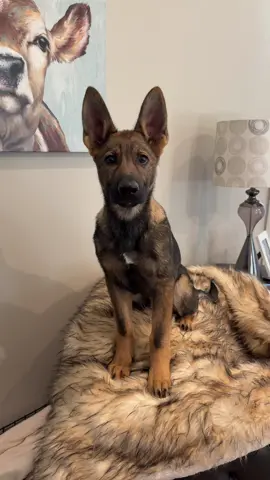 Baby #knoxzilla 