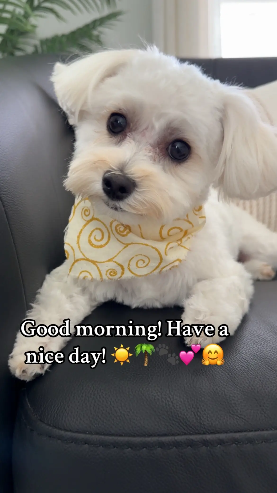 #fyp #viral #maltipoo #goodmorning  #dog 