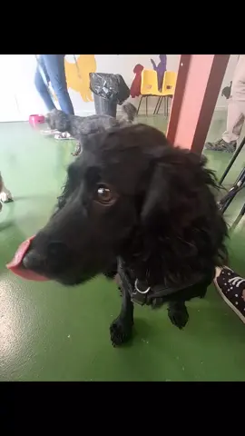 #dog #puppacino #cutedoggie 