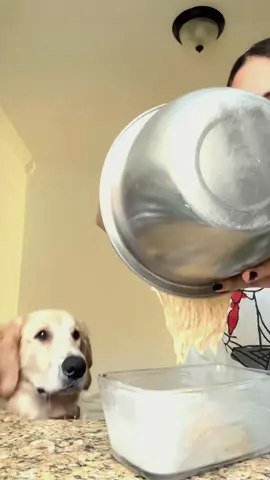Try not to laugh when you watch 😂😂😂 #funny #dog #animals #funnyvideos #cat 