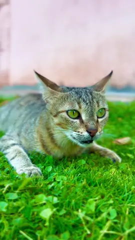 Pshika mn💚🐈🥹…#fypシ゚ #viral #tiktok #selwa🦋 #foryou 