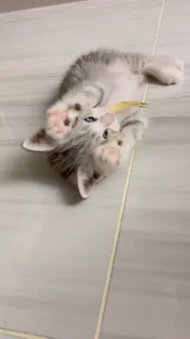 #cat #usa 