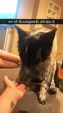 #dog 