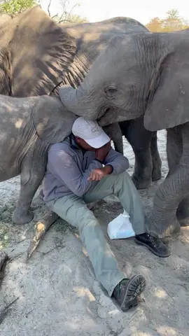 KT is surrounded by love! 💛 Our handlers earn the trust of our orphaned babies through patience, care, and affection. Baby elephants are naturally social, forming tight bonds as they travel together in herds. Here at Elephant Havens, they get to be part of a new, loving family. Watching them grow fills us with joy and purpose every day. 🐘💚 With your support, we can continue protecting these gentle babies and giving them the safe home they deserve. 🙌 Share this video to spread the word about our elephants!