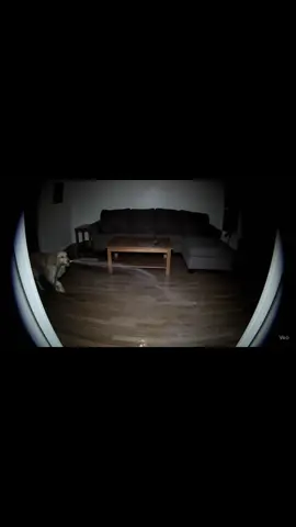 POV: doorbell rings and your golden turns into head of home security  #PetsOfTikTok, #animalsoftiktok #goldenretriever, #goldensofTikTok