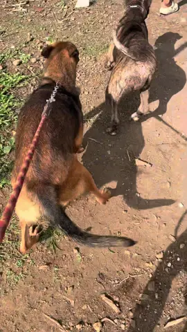 Bersama duo bumil🤩#pecintaanjing #belgianmalinoisoftiktok #anjingmalinois #fyp 