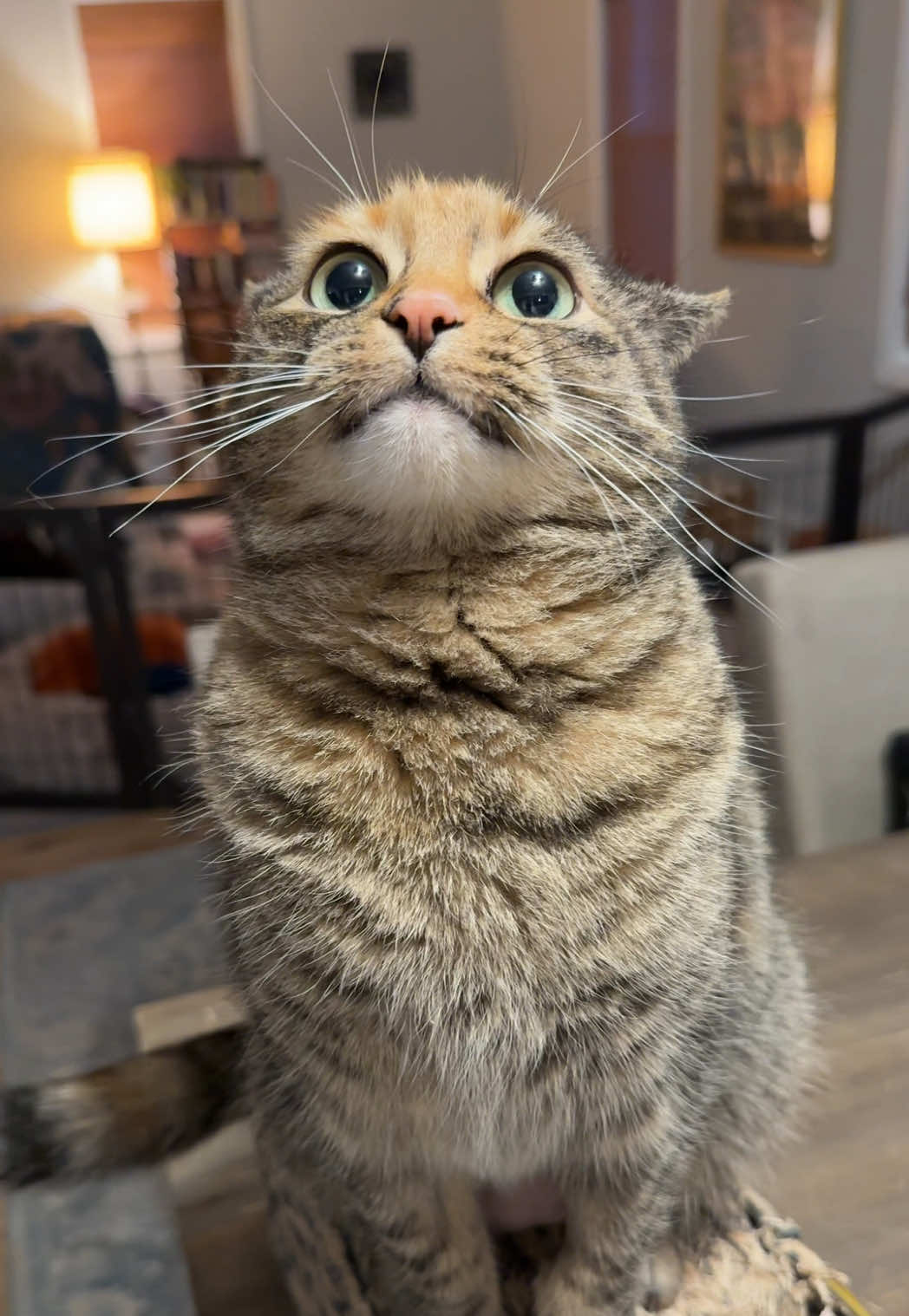 Someone was feeling fussy last night #catsoftiktok #fyp #viral #fyppppppppppppppppppppppp 