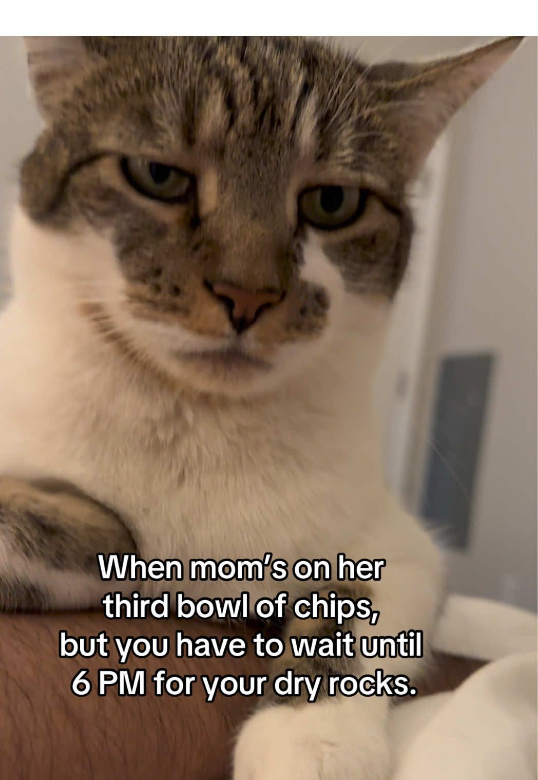 Patiently plotting my revenge rn 😼 #catsoftiktok #PetsOfTikTok 