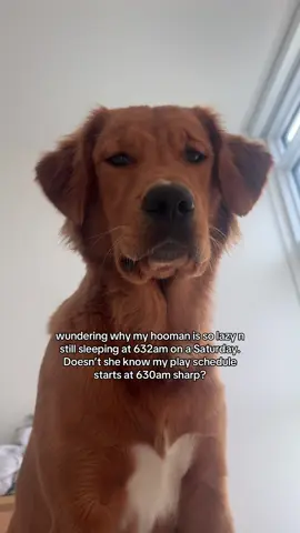 Get the frick up lady #goldenretriever #dogsoftiktok #goldenretrieverlife 