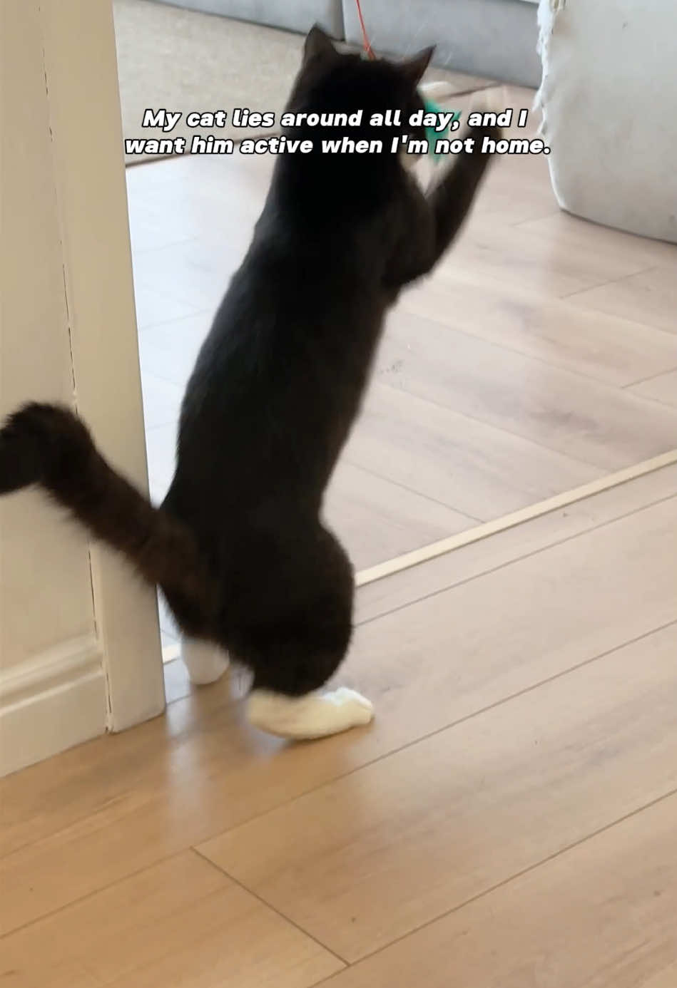 Seeing him this happy makes it all worth it! #catpick #interactivetoys #happycat #cattoys #catplaying 