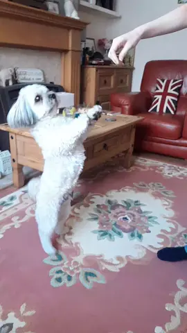 Teddy bear #dancingdog #fyp #foryoupage #smartdog #fundog 