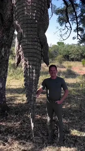 Comparison of a Human Vs Crocodile Size!