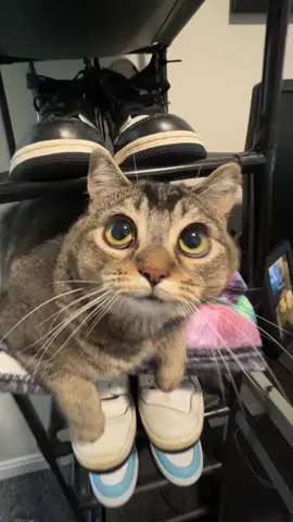 i just can’t pull myself away #fyp #cat 