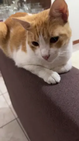 Suave 🗣️🗣️ #humor #viral #fypシ゚ #chucurillo #catlover 