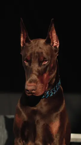 Ice cold 😵🥶 #doberman #dobermanpinscher 