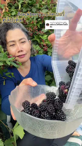 ตอบกลับ @ANT #ป้ากวาง สาวโคราช #longsvideos #ปลาร้าหลานย่า #blackberry #ปลูกผักต่างแดน 