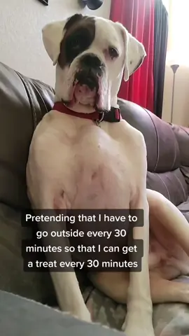 #onthisday #boxerdogsoftiktok #foryoupage #dogsoftiktok #hannibal 