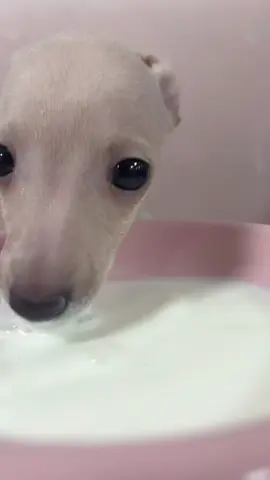 MILKKKKK 🥛🥛🥛🥛🥛🥛 - Follow my second account: @Pet Pet Pet Pet Pet 2  #pet #dog #puppy #italiangreyhound 