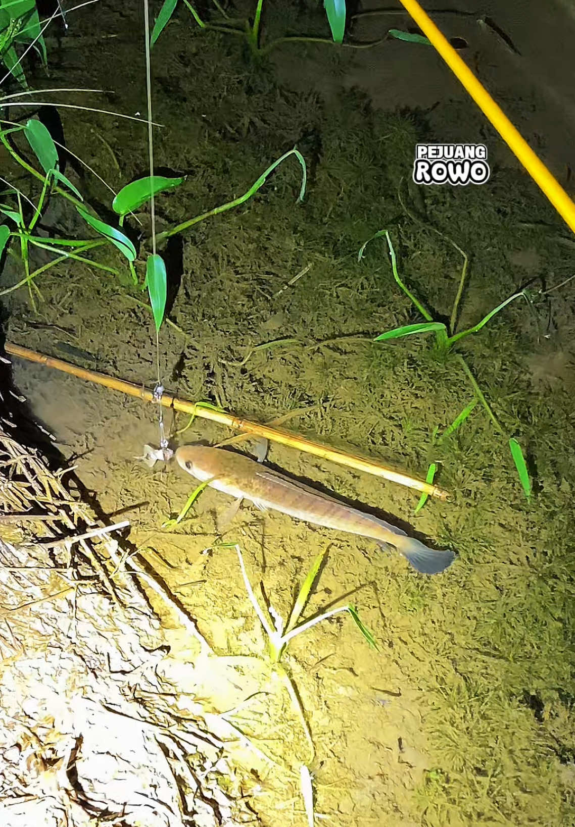 Sensasinya beda kalau mancing malam hari #pejuangrowo #mancing #fyp #fypage #mancingtegek 
