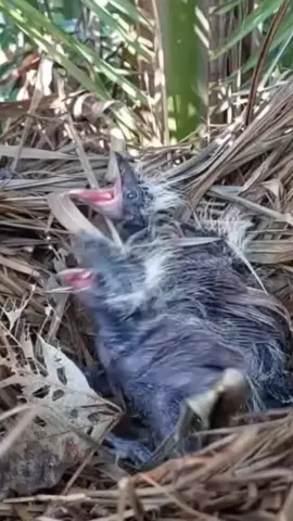 Detik detik Induk Burung Memakan kotoran anaknya #pageforyou_🔥 #trending #viral #fyp #xybca 