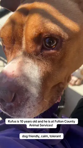 Come meet some of our amazing shelter dogs at Fulton County Animal Services! #adoptdontshop #shelterdogsofatlanta 