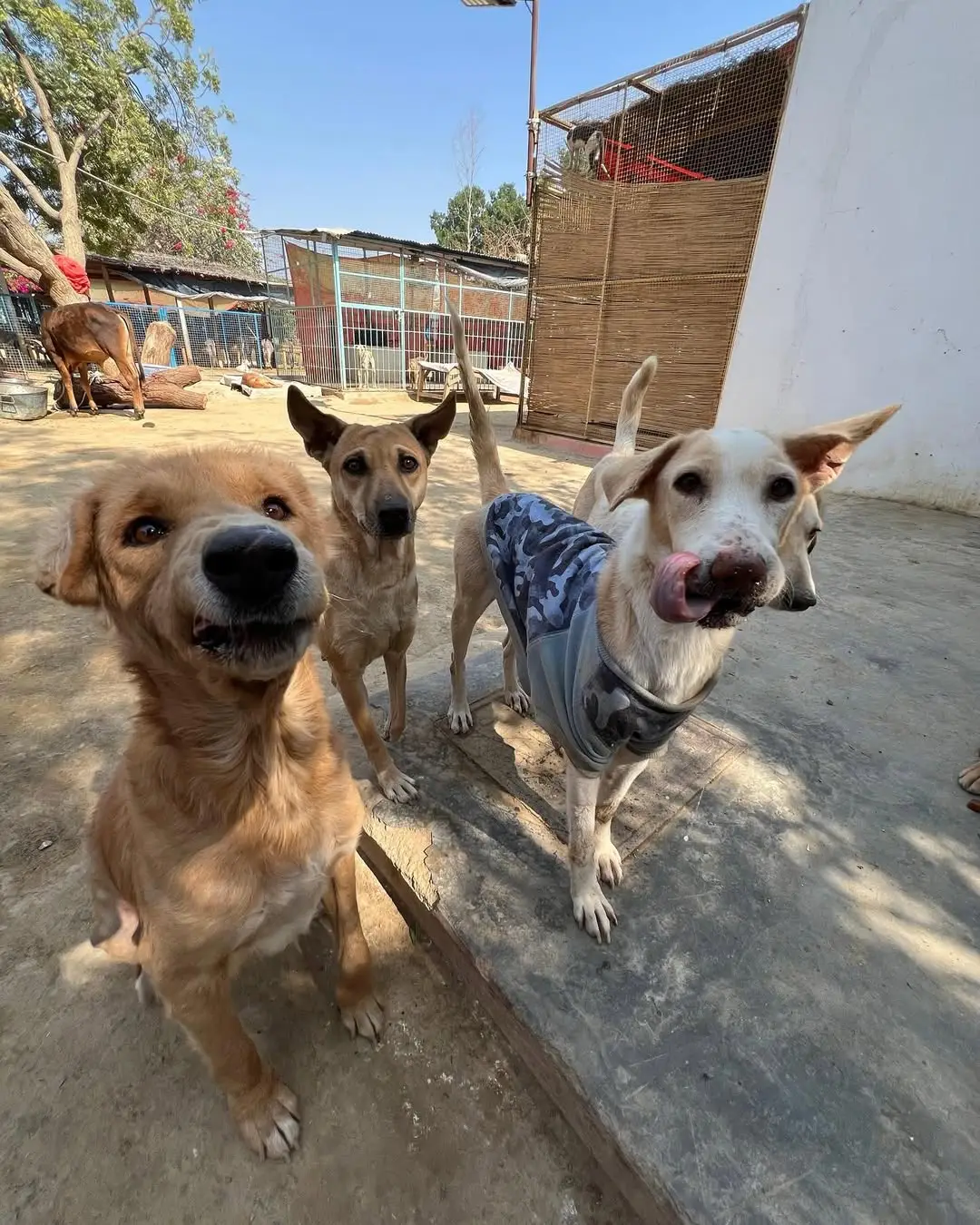 Just a quick hello from some of our 900 dogs 🥴🐶✨ #animals #rescuedog #dogs #RescueDogs #dogslover 