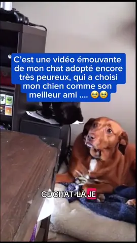 C’est une vidéo émouvante  de mon chat adopté encore  très peureux, qui a choisi  mon chien comme son  meilleur ami …. 🥹🥹#animaux #emotions #Love #amour #hopecore 