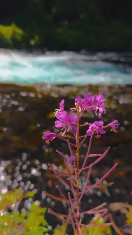 Along the banks of this beautiful Oregon river, the focus shifts from delicate wildflowers in the foreground to the incredible turquoise waters rushing downstream. Flowing through a channel carved from ancient lava rock, the river sparkles in the sunlight as it winds its way through the lush forest. A breathtaking scene where vibrant color and volcanic geology meet in perfect harmony 😍