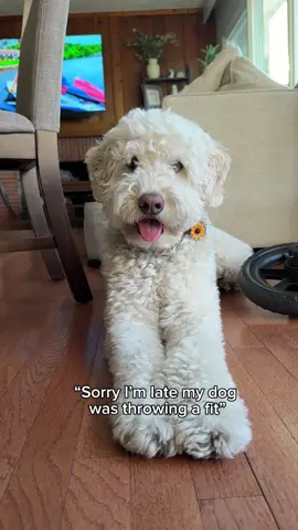 A real life Lamby 🤍🐑 #dogsoftiktok #lamby #dogtok #goldendoodle 