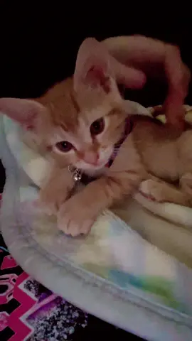 Meet Felix. He’s a Manx kitten with what we believe to be Manx syndrome. His back legs do not function properly, thus causing him drag them along behind him most the time. Regardless of this disability, he is a healthy and very happy kitten. He runs, plays, climbs, and enjoys his life just like our other cats. Here’s to all our adventures little man! #cat #manx #fyp #cute #manxsyndrome 