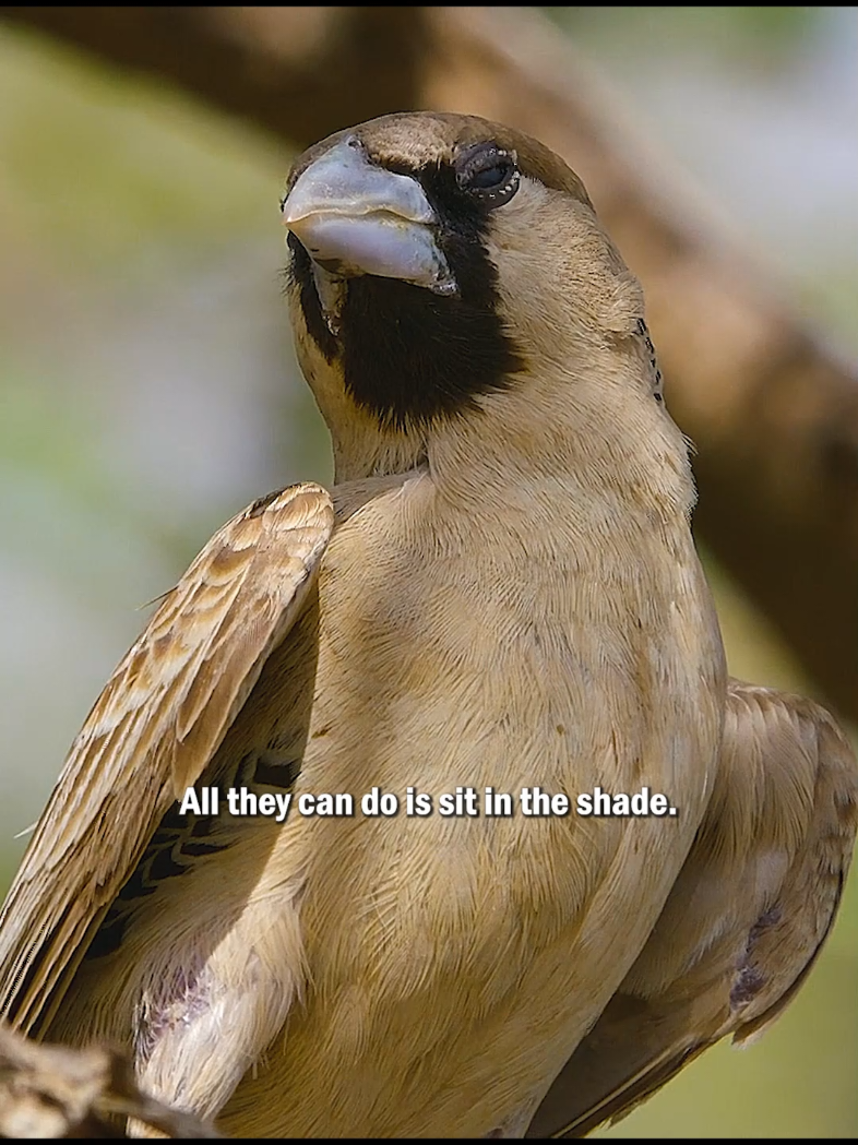 #animals #wildlife #tiktok #fyp #bird 