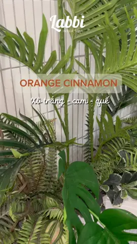 Xô trắng cam quế nhà Labbi giúp không gian tinh khiết, thư giãn và tràn đầy năng lượng tích cực. ✨🍊🌿#labbibathtreats #labbi #trending #abcxyz #capcut 