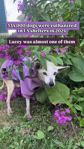 I don’t understand how you can claim to love dogs, but ignore the ones dying in shelters. ONLY because you deemed them unworthy of a home without papers and pedigrees. Do you know how awful that sounds? Couldn’t be me.  #adoptdontshop #adoptolddogs #fuckdogbreeders 