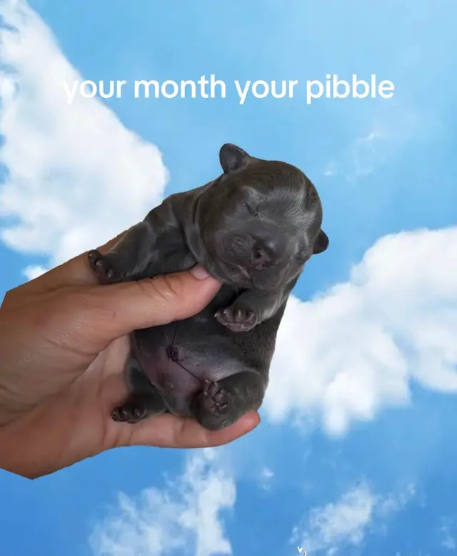 #pibble #dogsoftiktok #cute #funnypets #pet 