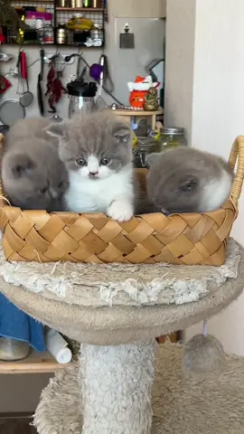 🥰🥰🥰 #foryou #cat #trend 