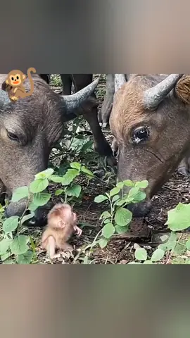 #monkey #usa #viral #sylheti_fua #wildlife 