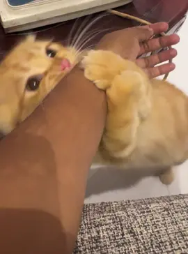 රස කෑමක් 🥹#leothecat #orangecat #catsoftiktok #gingercat #persiancat 