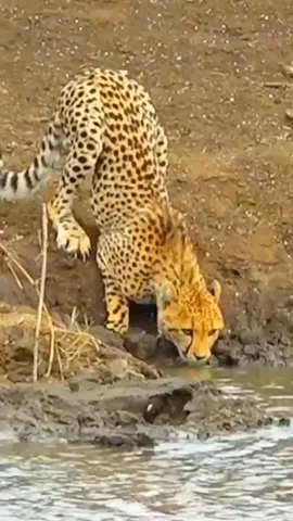 Wonderful sounds of nature #animals #nature #wildlife #animalsworld #foryou #fyp #foryoupage 