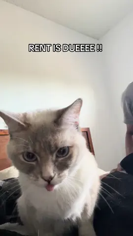 Ms.Marilyn hates when she’s gotta pay in hugs n kisses 🫩  #catsoftiktok #trending #fyp ##Lifestyle#ShesNamedAfterMonroe