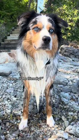 #aussie #australianshepherd 