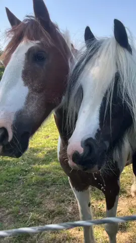 #CapCut #fyppppppppppppppppppppppp #hearthorsesforever #horsegirl #horsesoftiktok🐴 