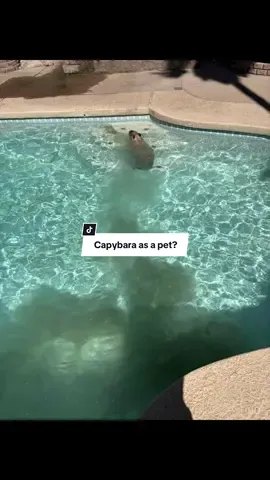 Be careful what you wish for (You can come on a tour and meet him though) #capybara #thingstodoinaz #phoenix #fyp #animals