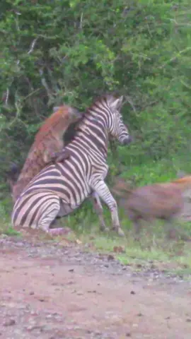 Hyena Hangs Off Zebra’s Face to Bring it Down - Mr Mhinsi himina